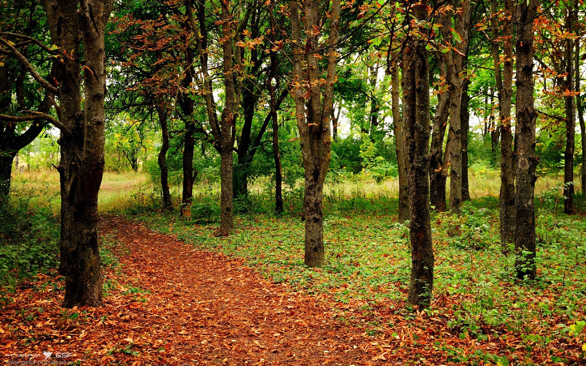 AYX GAMING-从小众到国际巨星：欧冠新星的崛起史，欧冠 球星