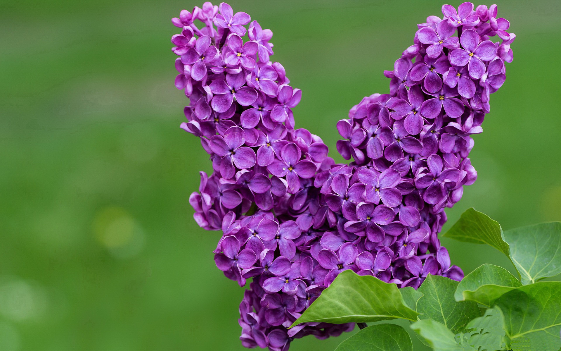 从小众到顶级：欧洲欧洲战队的崛起之路，欧洲足球战队排名