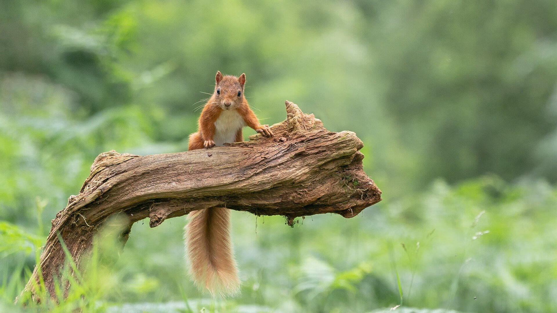 AYX GAME-球场奇迹：历史上最难以置信的逆转战役，球场事件