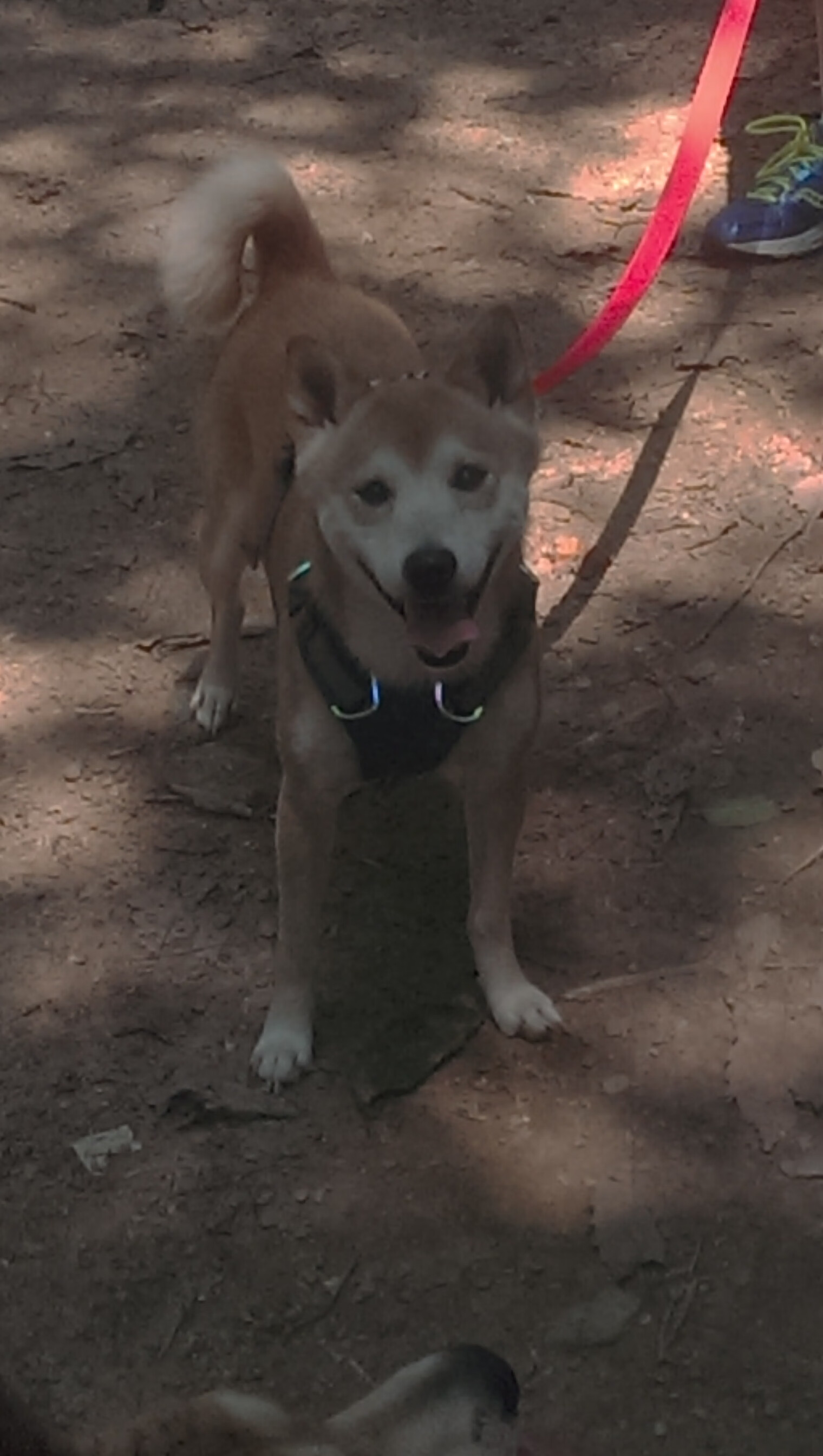 爱游戏app-76人球队新人表现抢眼，76人 球员