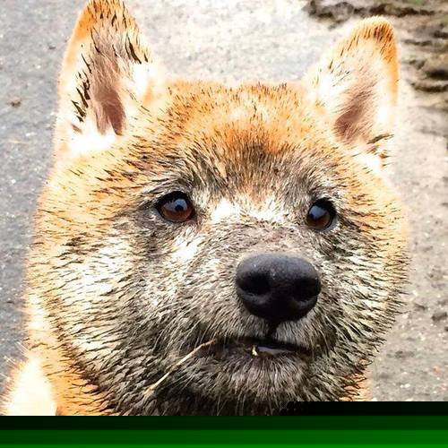 中国女足热身赛击败泰国，王霜打入世界波，中国女足热身赛击败泰国,王霜打入世界波兰了吗