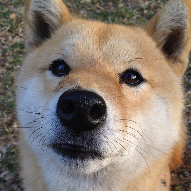 爱游戏平台-伊朗队中场卡瓦尼在巴黎奥运会上展现出强大的进攻组织能力，伊朗男篮卡兹米