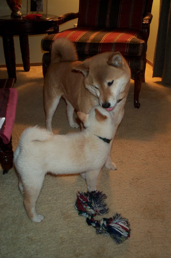 爱游戏体育（AYX）官方APP下载-捷克队在欧预赛中展现出色表现，引人注目，捷克队2021