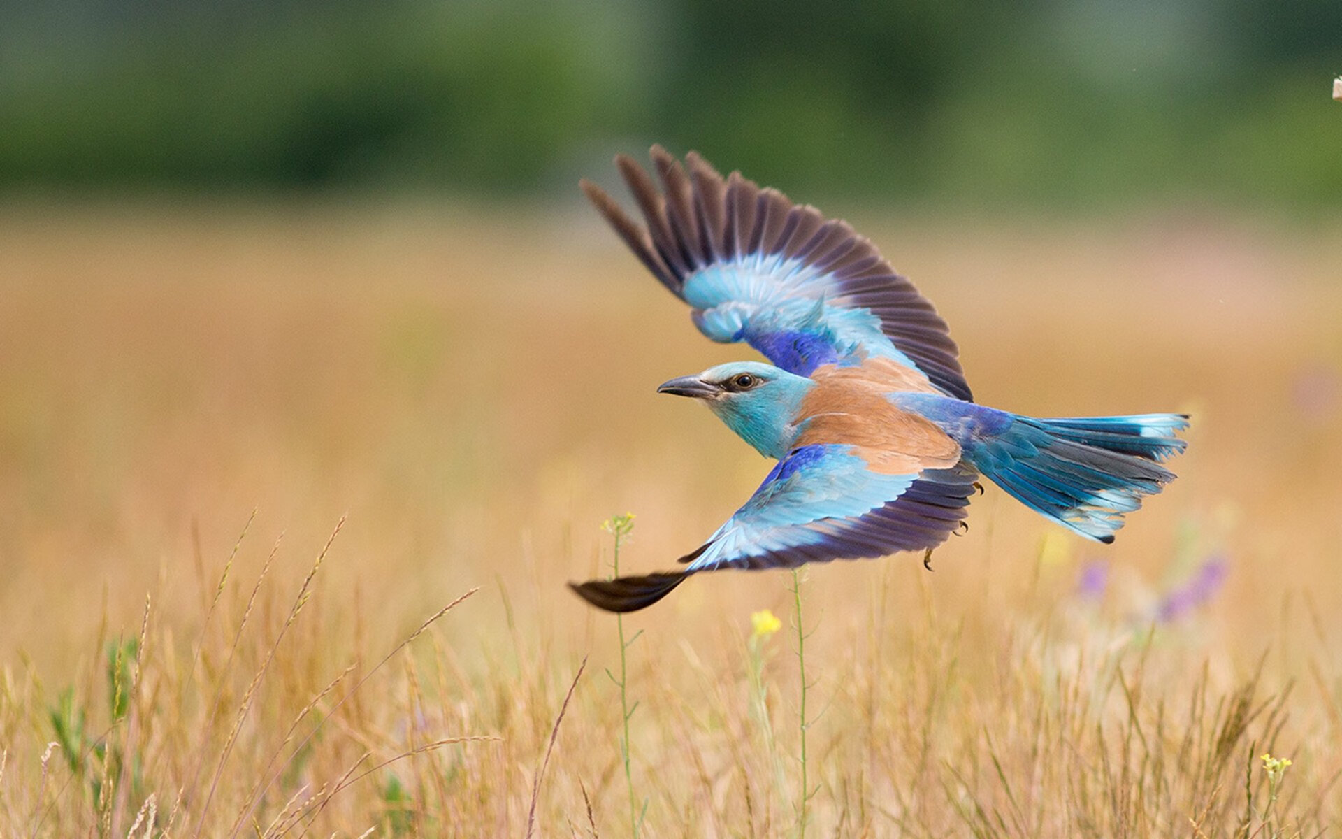 爱游戏中国官方网站平台-纽伦堡在比赛中展现出勇气和实力，纽伦堡在比赛中展现出勇气和实力的英文