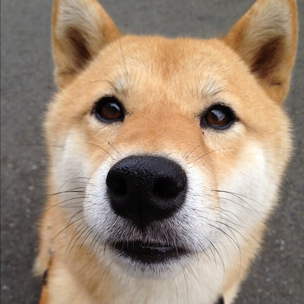 阿森纳中场再次因伤告急,球队命悬一线,阿森纳最近