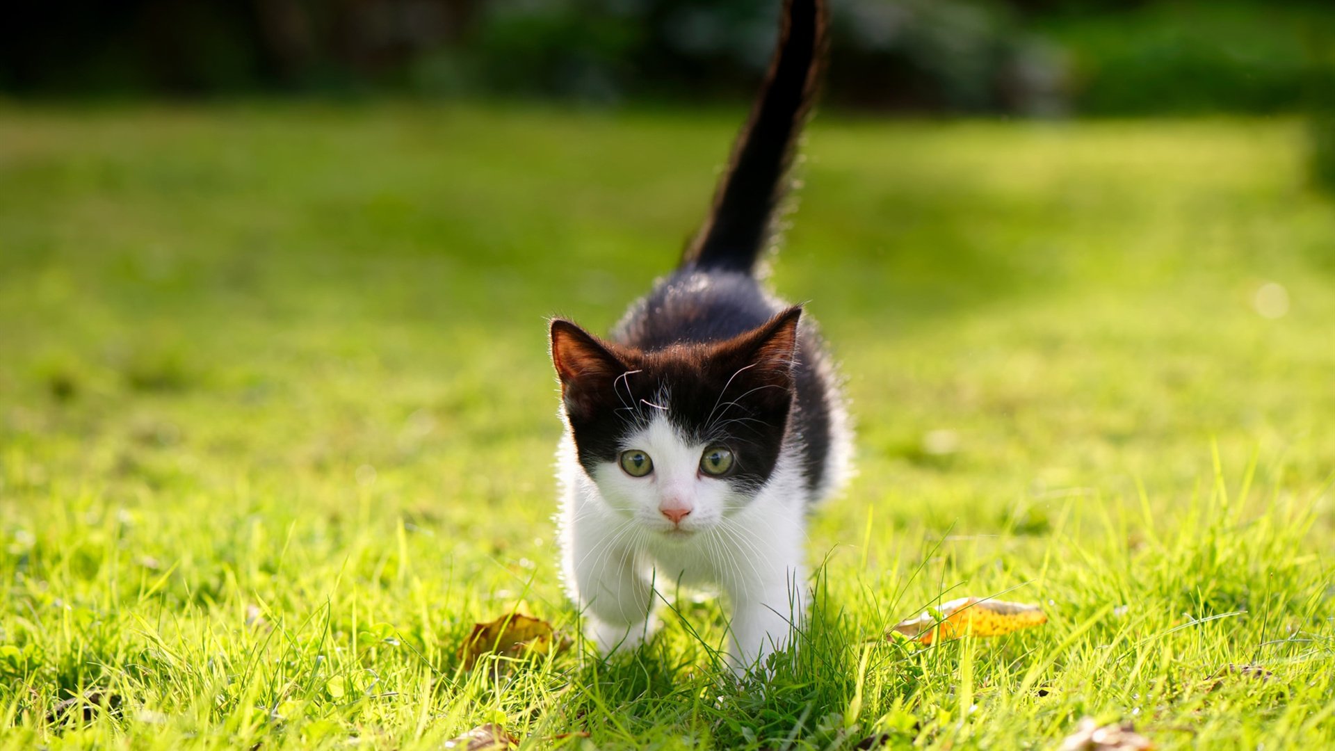 爱游戏app-马赛球员入选国家队，马赛队历史