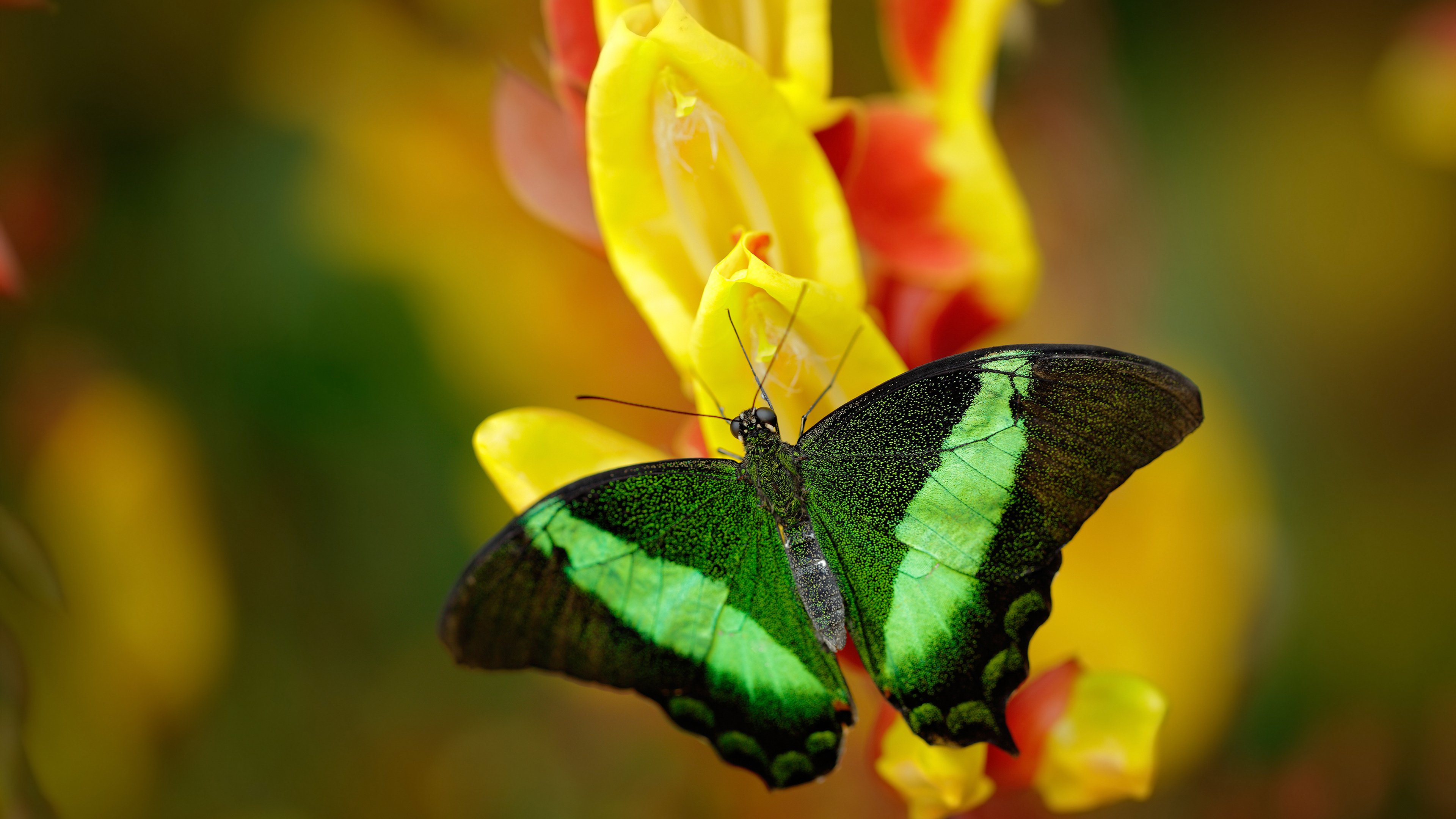中国篮球职业联赛赛事运营风险评估及应对策略研究，篮球赛事管理