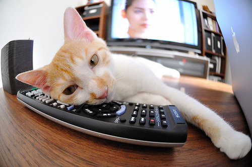 女子柔道亚洲杯中国姑娘再添金牌,2021女子柔道比赛