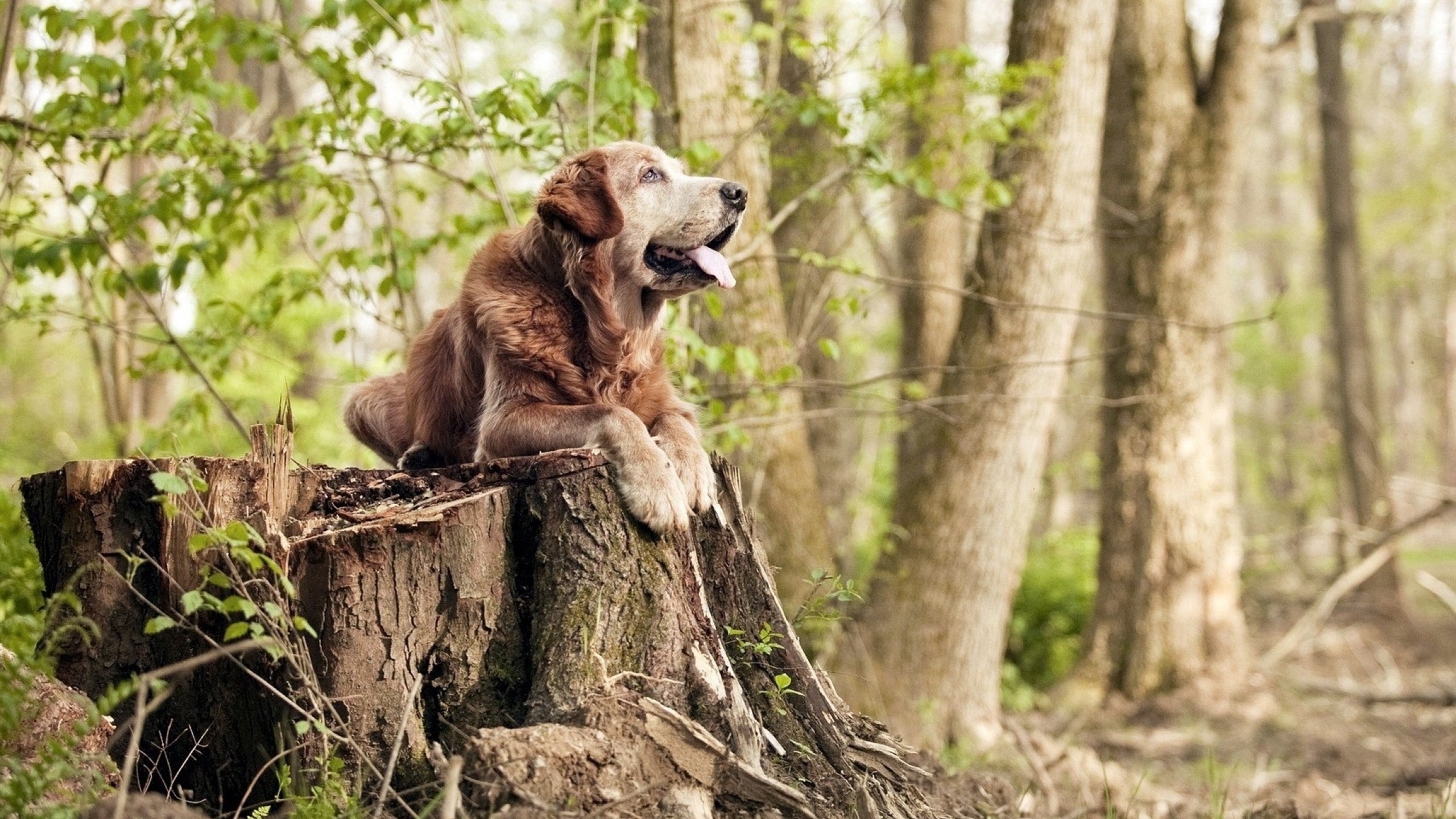 AIYOUXI.COM-女子200混澳洲双将晋级前四，澳大利亚女子