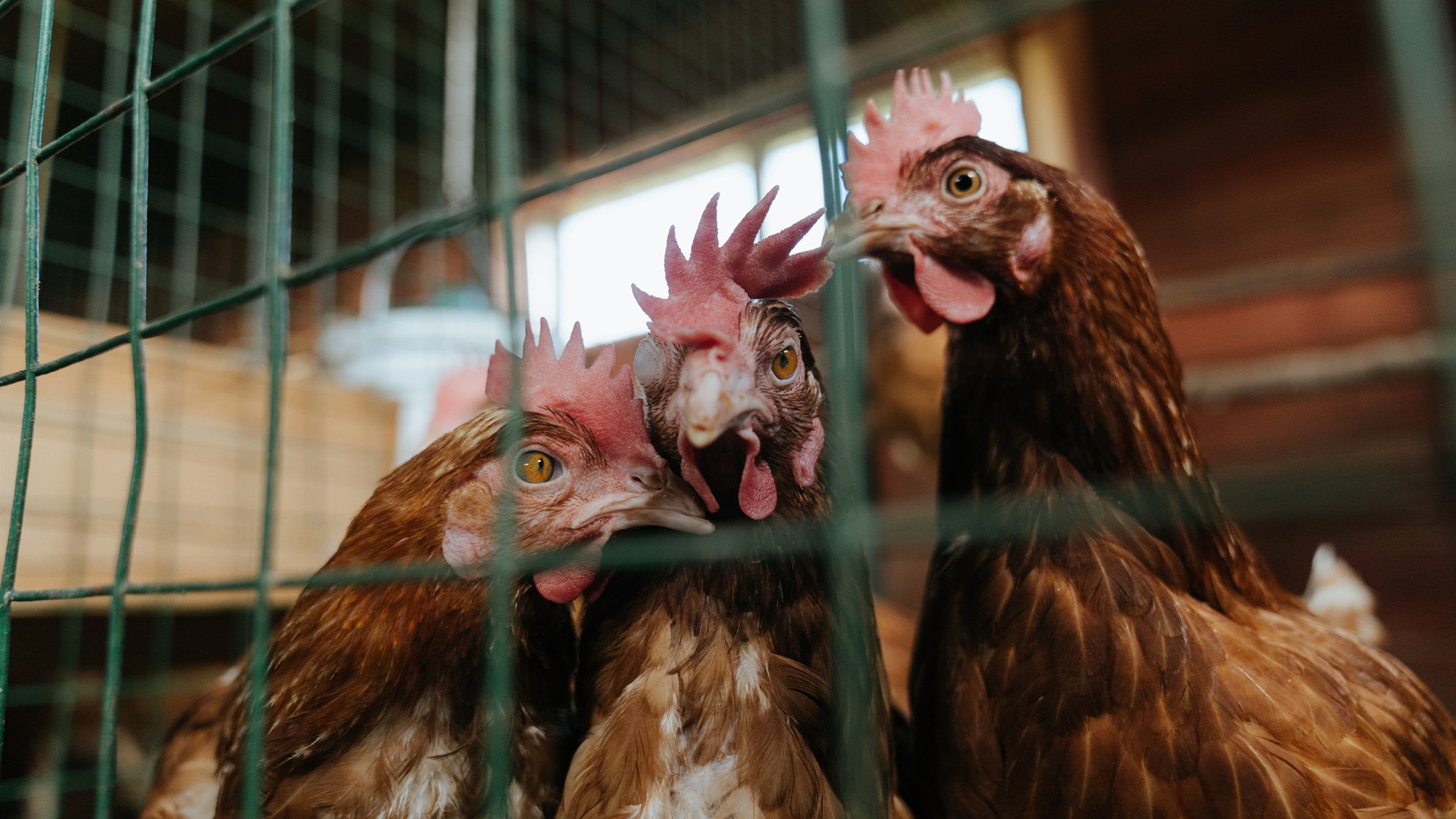 AYX体育官网-女子足球故事专栏上线展示球员成长历程激励青年，女子足球发展史