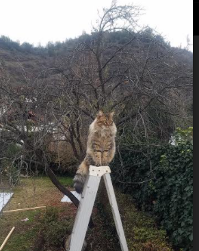 爱游戏在线登录入口-灰熊重用年轻球员着眼未来培养计划，灰熊最强球员